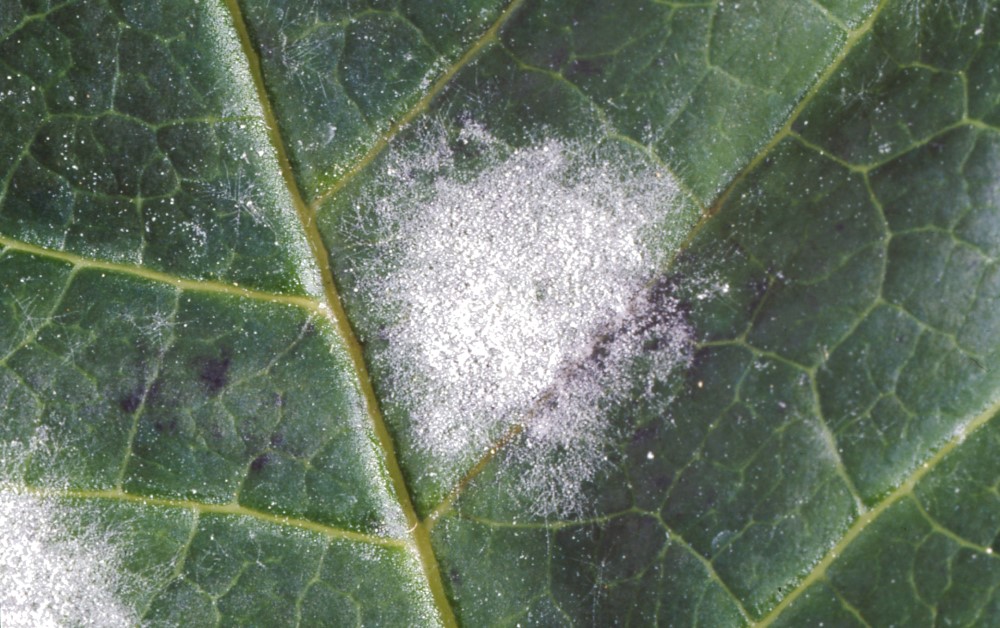 Close up of powdery mildew on poinsettia leaf. Copyright Fera. 
